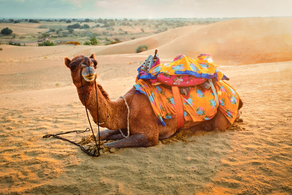 okp-india-rajasthan-exp (2)